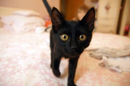 Худой черный кот