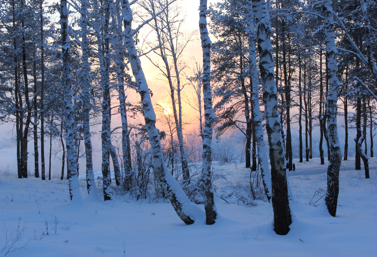 Фото зима в лесу