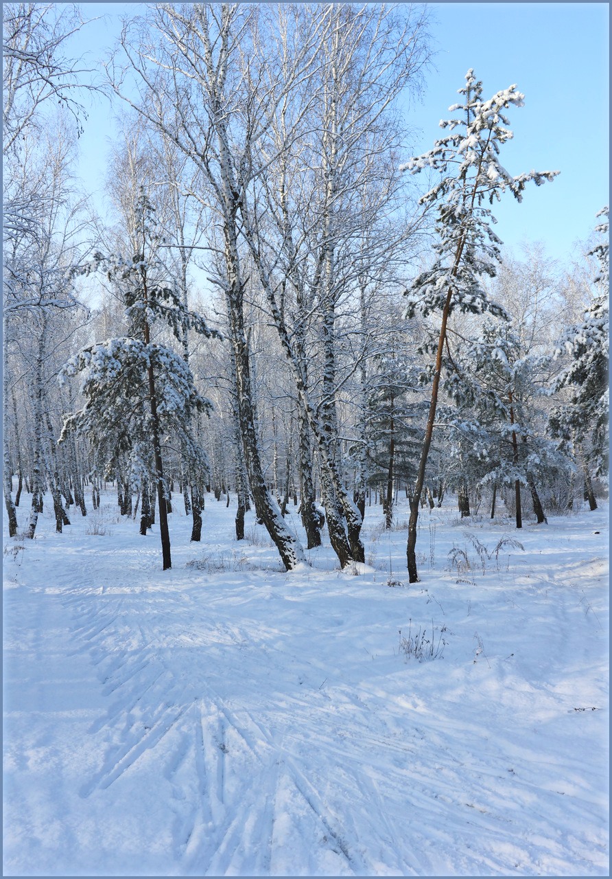 Зима в снежном лесу