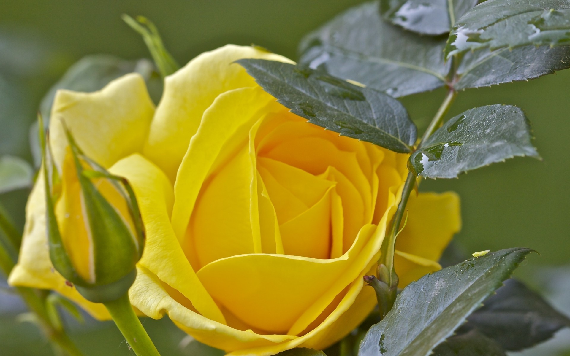 Красивая желтая роза