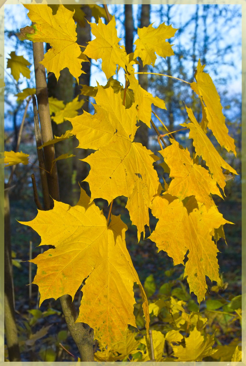 Желтые листья клена