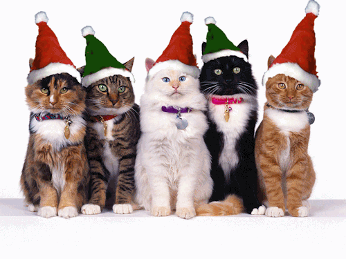 Кошки в новогодних шапках
