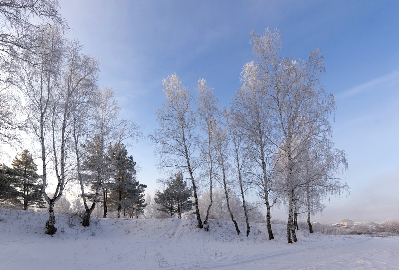 Зимние деревья, природа