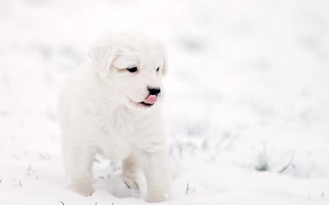 Белый щенок на снегу