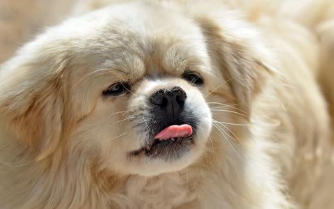 Собака показывает язык, пекинес