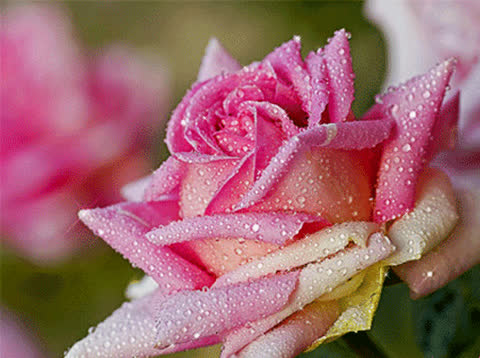 Розовая роза с капельками росы