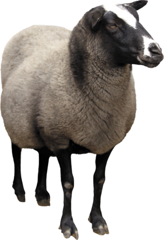 Фото овца на прозрачном фоне