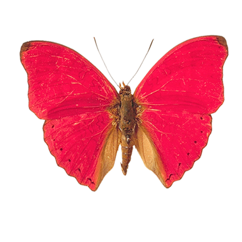 Фото бабочка с красными крыльями