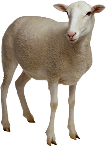 Овца на прозрачном фоне