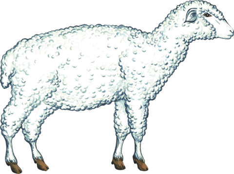 Рисунок овца