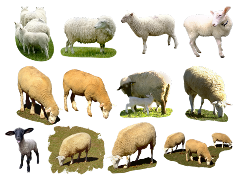 Фото клипарт овцы