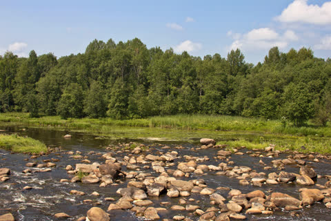 Река среди камней на фоне леса