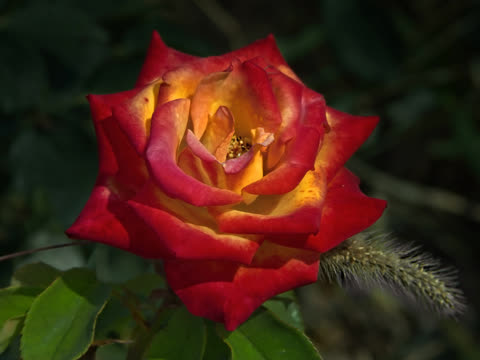 Бордово-желтая роза