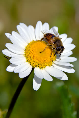 Пчела на ромашке