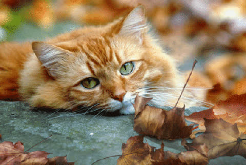Осенняя кошка