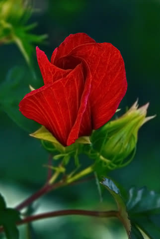Темно-красная роза