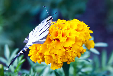 Цветок бархатцы, бабочка