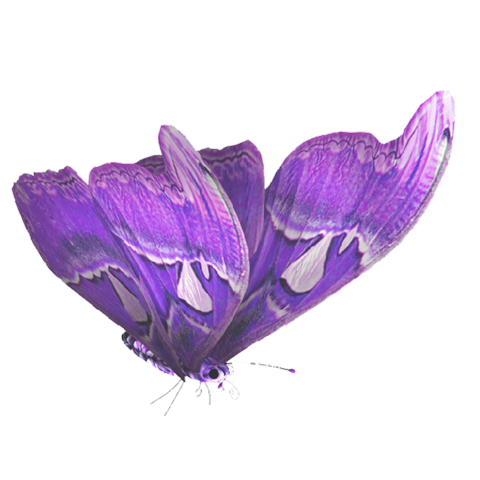 Фото фиолетовая бабочка