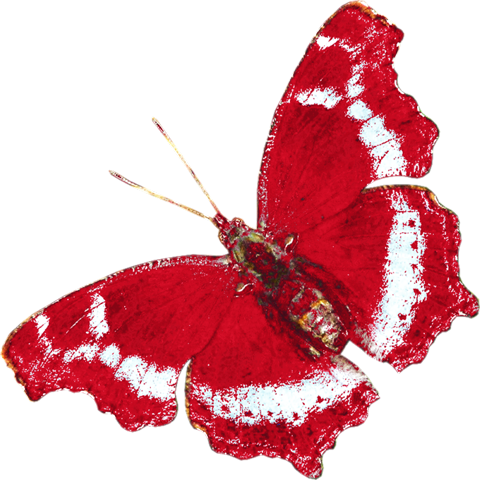 Бабочка красного цвета
