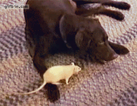 Картинка собака и мышь