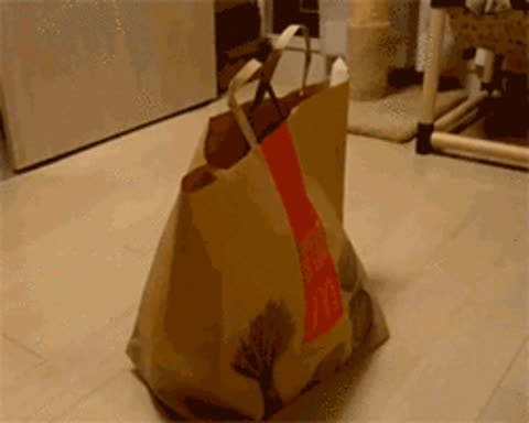 Кошка в сумке