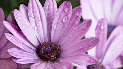 Сиреневые лепестки, цветы, капли дождя