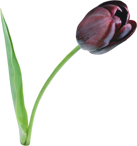 Темный тюльпан