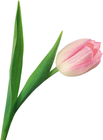 Бело-розовый тюльпан