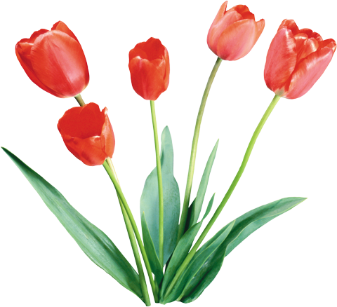 PNG фото тюльпанов для фотошоп
