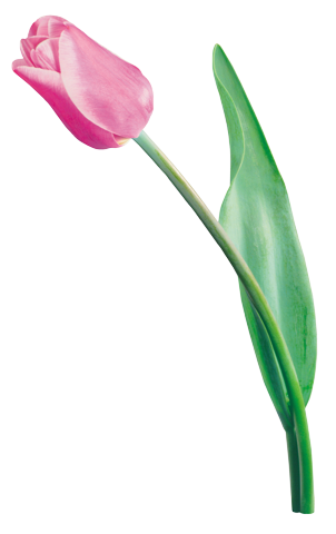 Тюльпан розового цвета