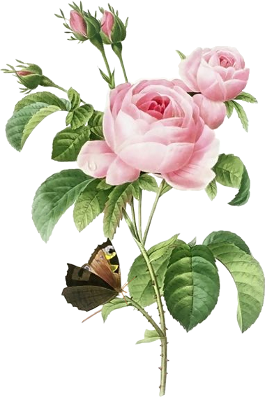 Розовые розы, бабочка