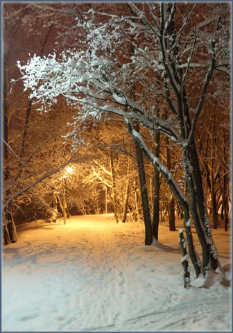 Зима, ночь, аллея