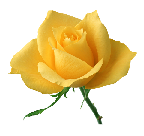 Желтая роза PNG