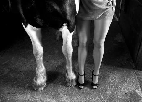 Сравнение ног, девушка и корова