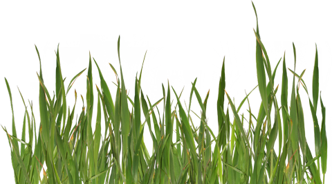 Трава на прозрачном фоне