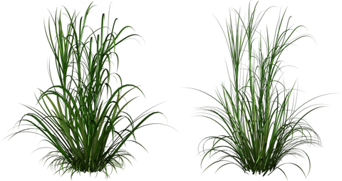Кусты травы для фотошоп