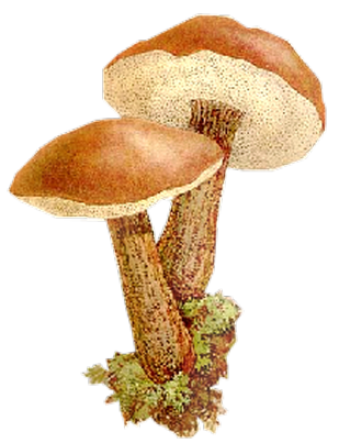 Красивые картинки с грибами