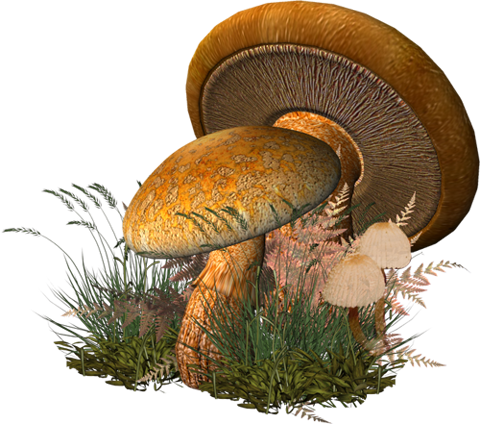 Очень красивые грибы
