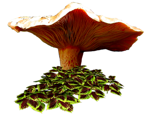 Клипарт грибы на прозрачном фоне