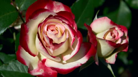 Красно-белые розы, красивые лепестки