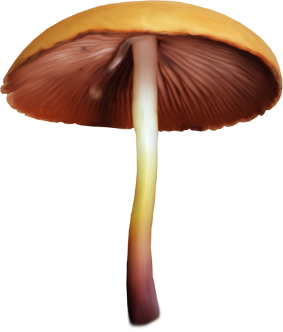 Картинки грибы
