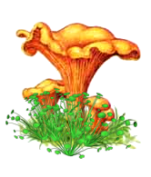 Рисунки с грибами