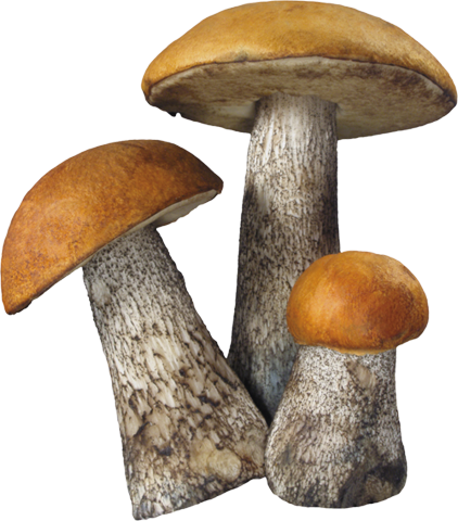 PNG грибы