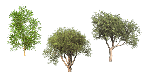 PNG деревья