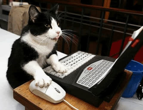 Кошка и компьютерная мышка