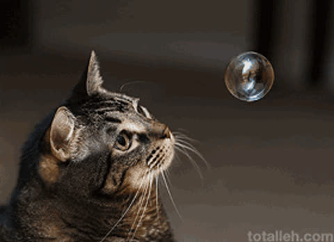 Кошка и мыльный шарик