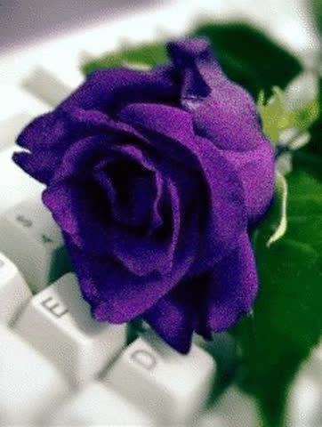 Роза на клавиатуре тема 240x320
