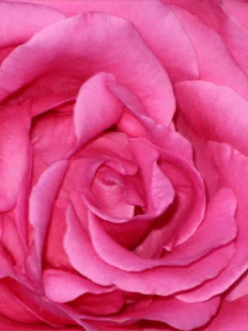 Анимашка роза