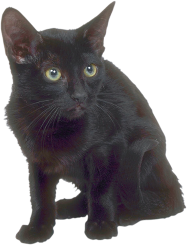 Черная кошка крупным планом