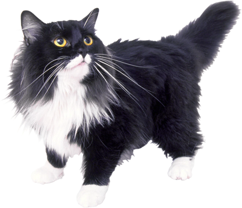 Черная кошка с белой грудью